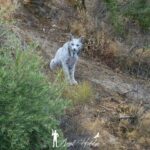 Ιβηρικός λύγκας με λευκισμό απαθανατίζεται για πρώτη φορά από ερασιτέχνη φωτογράφο