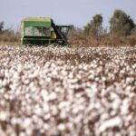 ΟΠΕΚΕΠΕ: Δεν επηρεάζεται η βασική ενίσχυση για το βαμβάκι