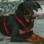 Σοβαρός τραυματισμός ηλικιωμένου από επίθεση Ροτβάιλερ – Τον έσωσε αστυνομικός σκοτώνοντας τον σκύλο