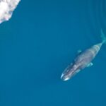 Πώς οι τοξοκέφαλες φάλαινες θα μπορούσαν να επιβραδύνουν την ανθρώπινη γήρανση