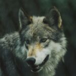 Λύκος έκανε βόλτα σε Πετρούπολη και Άνω Λιόσια – Δείτε το βίντεο