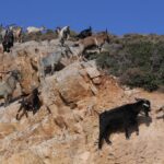 Επιχείρηση απεγκλωβισμού κατσικιών από βράχια στην Ευρυτανία