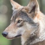 Αγέλη έξι λύκων εθεάθη στη Χαλκιδική: Αναστάτωση στους κατοίκους – Καθησυχαστικοί οι ειδικοί