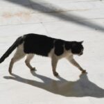 Συνελήφθη 58χρονη που είχε 23 γάτες υπό άθλιες συνθήκες διαβίωσης στην Κρήτη