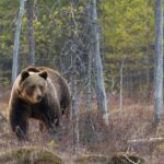 Καναδάς: Αρκούδα επιτέθηκε σε ομάδα μαθητών – Δύο άτομα σε κρίσιμη κατάσταση