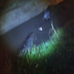 Αναστάτωση στα Διαβατά από την «έφοδο» αγριογρούρουνων – Απομακρύνθηκαν από το Δασαρχείο