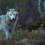 Θεσσαλονίκη: Λύκος έκοβε… βόλτες έξω από σπίτια στη Θέρμη