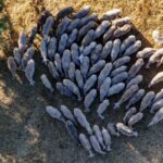 Ευλογιά: Στη Βουλή η ΠΝΠ – Θεσπίζονται μέτρα στήριξης για πληγέντες αγρότες και κτηνοτρόφους