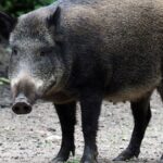 Ισπανία: Ανιχνεύθηκαν τα πρώτα κρούσματα αφρικανικής πανώλης των χοίρων από το 1994