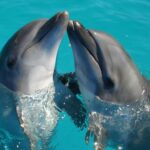 Θεσσαλονίκη: Δελφίνια μαγνήτισαν τα βλέμματα στον Θερμαϊκό – Δείτε το βίντεο