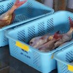 Διπλωματική ένταση ανάμεσα σε Ιαπωνία και Κίνα – Το Πεκίνο «παγώνει» τις εισαγωγές θαλασσινών