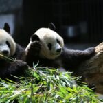 Γαλλία: Ο ζωολογικός κήπος Μποβάλ αποχαιρετά τα μοναδικά γιγάντια πάντα του