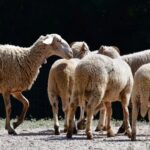 Τσιάρας: «Καμία από τις χώρες που επέλεξε τον εμβολιασμό δεν εξάλειψε την ευλογιά»