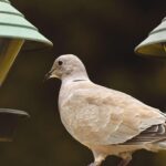 Δεύτερος θάνατος στις ΗΠΑ από την γρίπη των πτηνών – «Χαμηλός ο κίνδυνος για τον γενικό πληθυσμό»