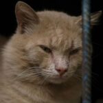 Κακοποίηση ζώων στην Ηλεία: Γάτες παγιδεύονται μέσα σε πλαστικά μπουκάλια