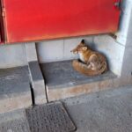 Αλεπού τραυματίστηκε από τροχαίο στην Αττική οδό στην περιοχή Παπάγου-Κατεχάκη