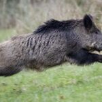 Μάνη: Νεκρός 24χρονος σε τροχαίο – Η μηχανή που οδηγούσε συγκρούστηκε με αγριογούρουνο