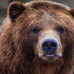 Φρίκη στην Δράμα: Πυροβόλησαν και αποκεφάλισαν νεαρή αρκούδα