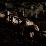 Ευλογιά αιγοπροβάτων: Πάνω από 50 κρούσματα σε μία εβδομάδα σε 14 Περιφέρειες – 423.125 θανατώσεις