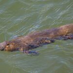 Τι κάνει το δηλητήριο του πλατύποδα μοναδικό και γιατί δεν υπάρχει αντίδοτο