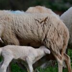 Ευλογιά προβάτων: Πάνω από ένα εκατ. οι παράνομες δόσεις εμβολίου – Οι κίνδυνοι για τα ΠΟΠ προϊόντα