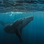 Φάλαινα προσπάθησε να καταπιεί ζωντανή δύτρια στη Νορβηγία – Δείτε το βίντεο