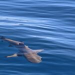 Καρχαριοειδές εντοπίστηκε σε παραλία των Χανίων – Πάλευε με τα κύματα κοντά στα βράχια – Βίντεο