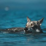 Καναδάς: Ευφυής λύκαινα βρήκε τρόπο να τραφεί – Aνέσυρε από το βυθό παγίδα για κάβουρες