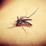 Μαγνησία: Συναγερμός για τον ιό του Δυτικού Νείλου – Εντοπίστηκαν μολυσμένα κουνούπια από τον ΕΟΔΥ