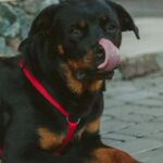 Καλαμάτα: Η στιγμή που το ροτβάιλερ επιτίθεται στον 76χρονο – Νοσηλεύται διασωληνωμένος