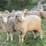 Παρατείνονται τα μέτρα για την ευλογιά των αιγοπροβάτων στην «καθαρή» Κρήτη