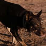 Άργος: Στο χειρουργείο 17χρονη μετά από επίθεση αδέσποτων σκύλων