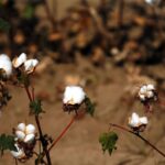 ΕΛΓΑ: Στους λογαριασμούς των δικαιούχων η προκαταβολή της ενίσχυσης από Daniel και Elias