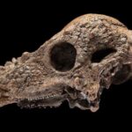 Το Μουσείο Σμιθσόνιαν θα εκθέσει ένα κρανίο δεινοσαύρου που ήταν μια «ονειρεμένη ανακάλυψη»