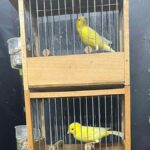 Θεσσαλονίκη: Καναρίνια επί σκηνής διεκδικούν μετάλλιο τραγουδιού σε διεθνή μουσικό διαγωνισμό