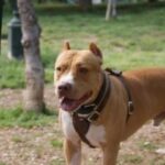 Σκύλος επιτέθηκε σε γυναίκα στην Αταλάντη – Ακρωτηριάστηκαν τα δύο της δάχτυλα