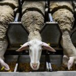 Στη γραμμή άμυνας κατά της ευλογιάς των αιγοπροβάτων και οι στρατιωτικοί κτηνίατροι – Ο σχεδιασμός