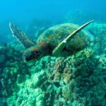 Επτά καλές ειδήσεις που ίσως δεν ακούσατε το 2025 – Εξελίξεις στην επιστημη και το κλίμα