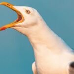 Νεοζηλανδή ρεπόρτερ δέχεται «επίθεση» από γλάρο – Δείτε το βίντεο