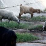 Αυξάνονται τα κρούσματα της ευλογιάς των προβάτων: 80 νέα, σε 17 Περιφέρειες, μόνο σε μία εβδομάδα