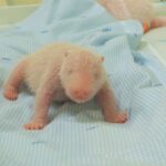 Μικρό θαύμα στην Ιάβα: Γεννήθηκε το πρώτο μωρό πάντα της Ινδονησίας