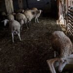 Ευλογιά αιγοπροβάτων: Επιπλέον 50 εκατ. ευρώ σε κτηνοτρόφους για αποζημιώσεις και Περιφέρειες