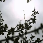 «Ρεκόρ» ψύχους στην Κεντρική Μακεδονία – Στους – 8,6 βαθμούς ο υδράργυρος στο Οχυρό Νευροκοπίου