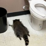 Ρακούν «διέρρηξε» κάβα στην Βιρτζίνια – Βρέθηκε λιπόθυμο μετά από κατανάλωση αλκόολ