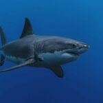 Γιγάντιος αρχαίος καρχαρίας που ανακαλύφθηκε στην Αυστραλία εκπλήσσει τους επιστήμονες