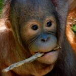 Καταστροφικές πλημμύρες στην Ινδονησία – Συναγερμός για τους ουρακοτάγκους