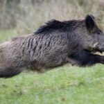 Θεσσαλονίκη: Αστυνομικοί τα βρήκαν… σκούρα κυνηγώντας αγριογούρουνο στον Εύοσμο