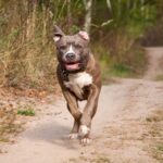 Ζάκυνθος: Συνελήφθησαν οι γονείς του 2χρονου αγοριού που πέθανε μετά από επίθεση σκύλου