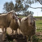 Νέο κύμα έξαρσης της ευλογιάς των αιγοπροβάτων σε Ροδόπη και Ξάνθη