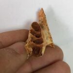 Αρχαίες φωλιές μελισσών βρέθηκαν για πρώτη φορά μέσα σε απολιθωμένα σαγόνια ζώων